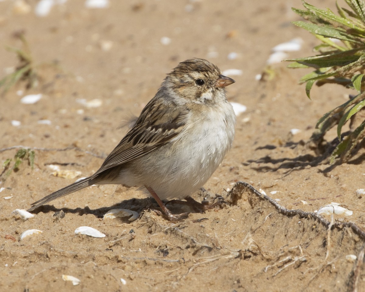 Clay-colored Sparrow - ML617762836