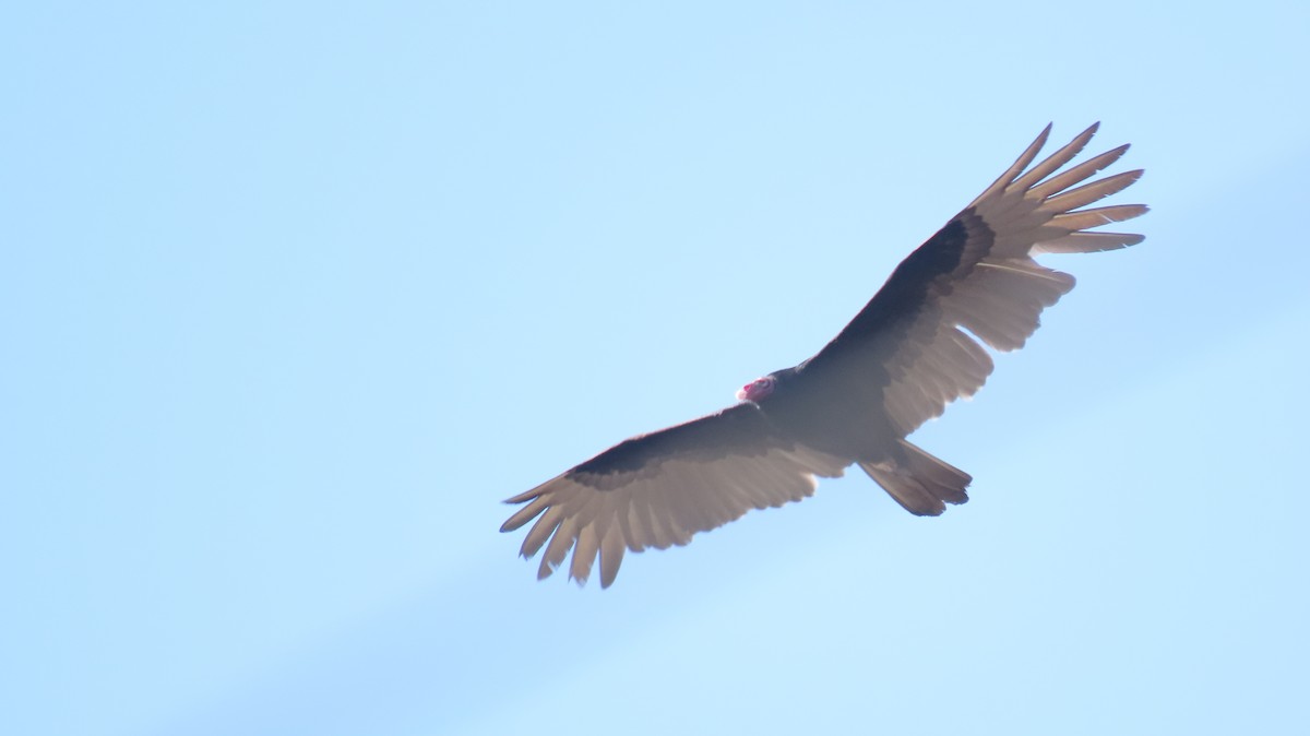 Turkey Vulture - Oliver  Komar