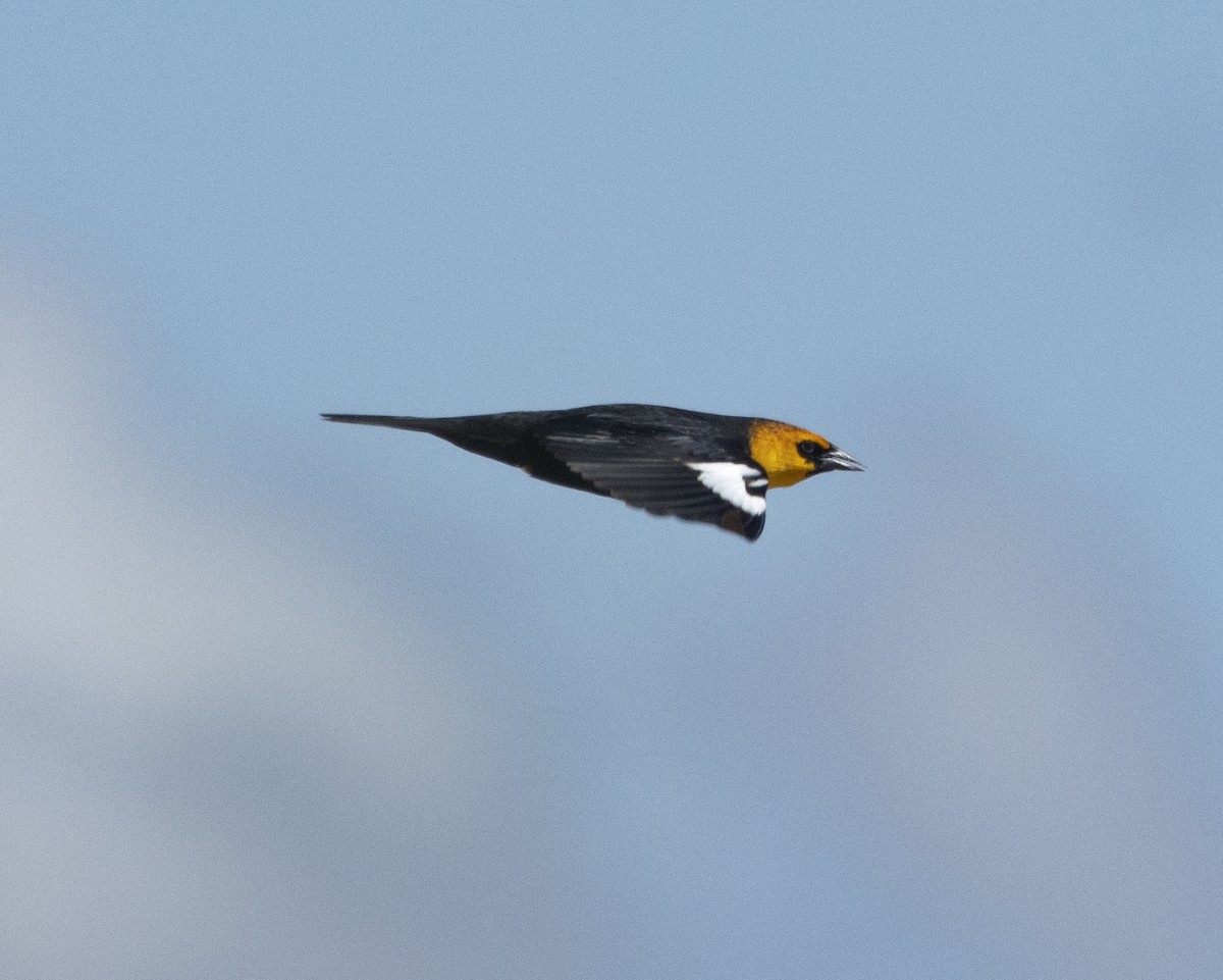 Yellow-headed Blackbird - ML617762845