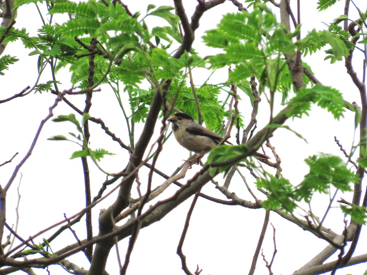 Silver-throated Tit - ML617762847