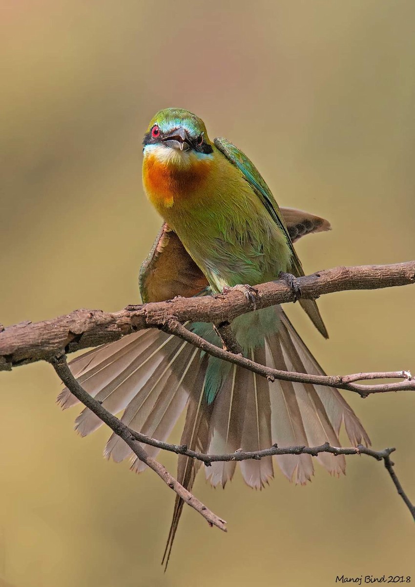 Blue-tailed Bee-eater - ML617762904