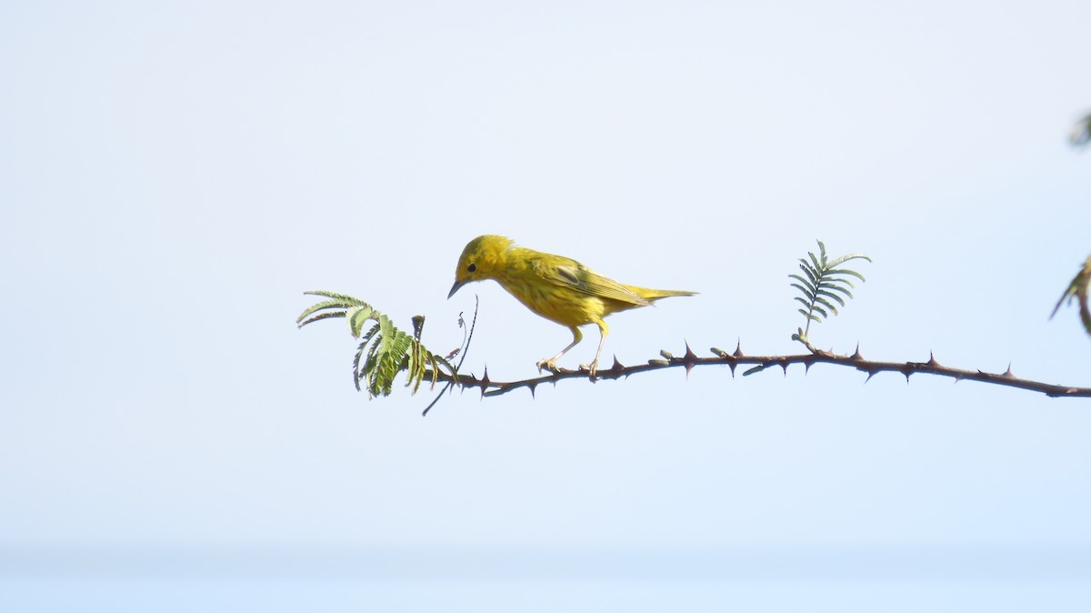 Yellow Warbler (Northern) - Oliver  Komar