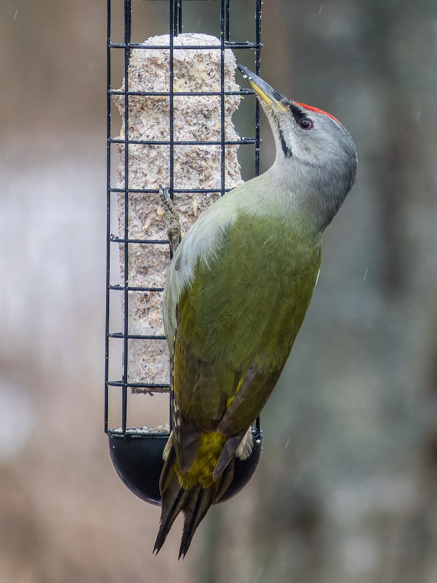 Gray-headed Woodpecker - ML617763022