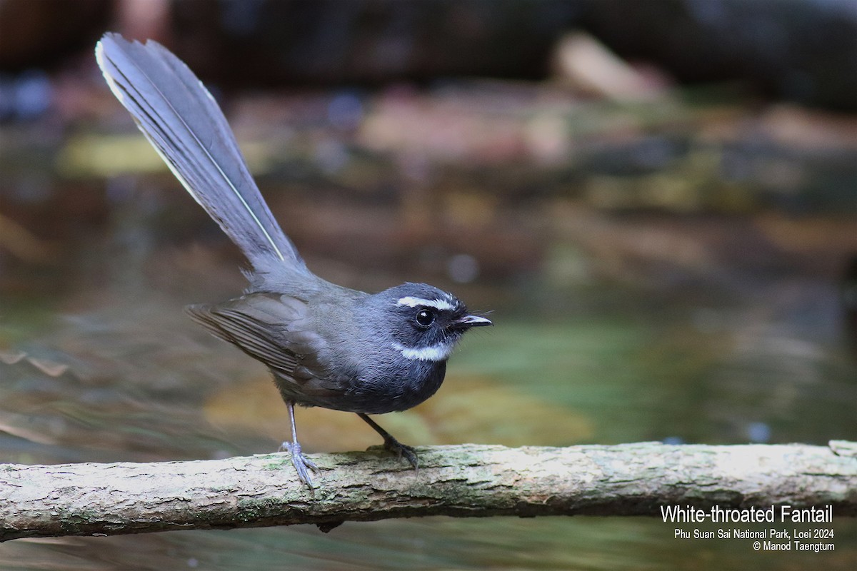 White-throated Fantail - ML617763031