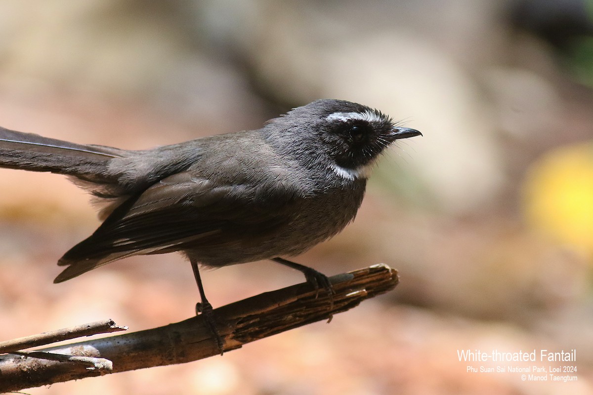 White-throated Fantail - ML617763032