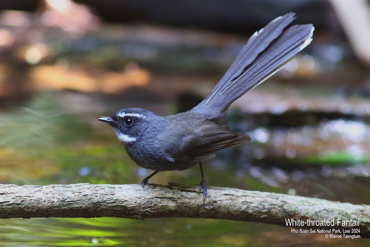 White-throated Fantail - ML617763033