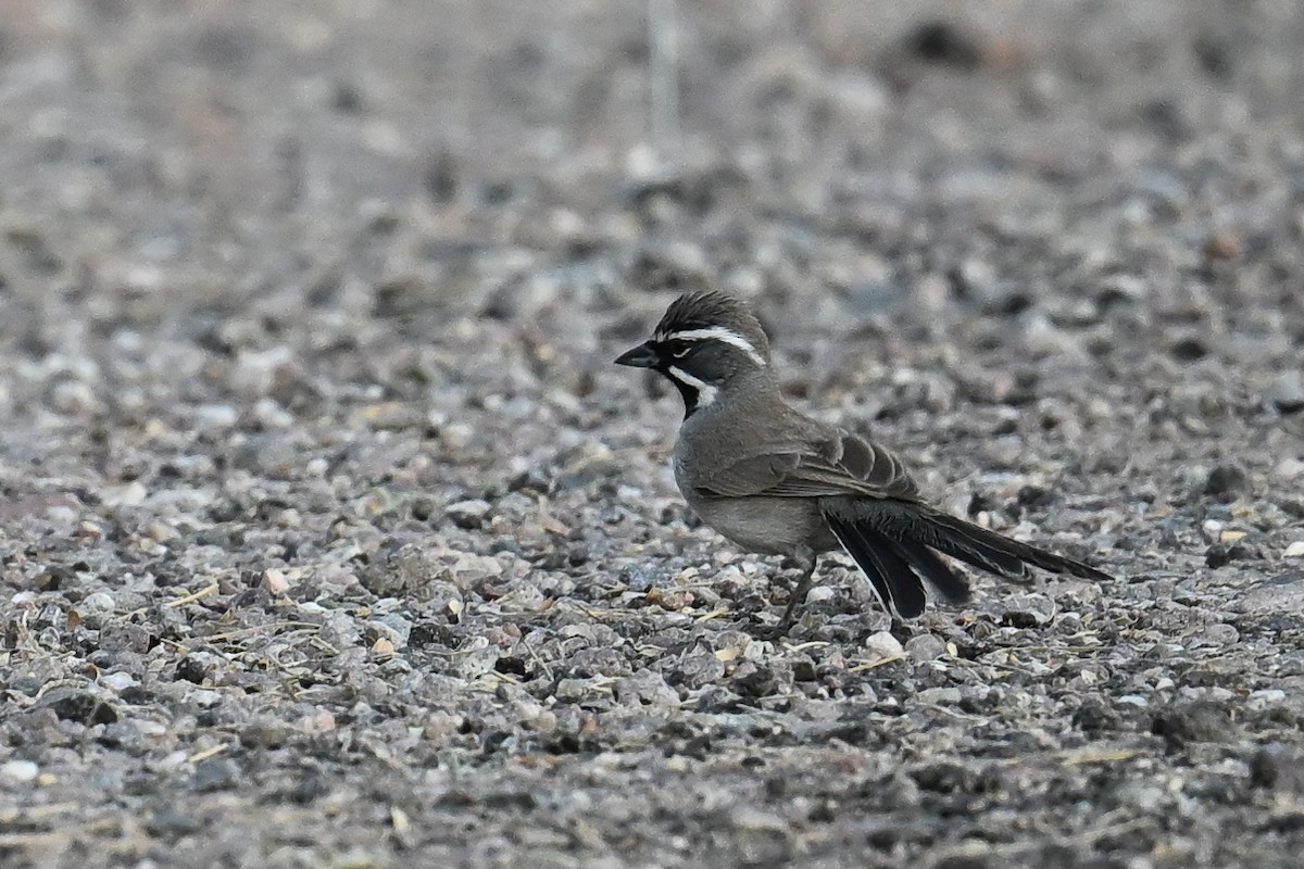Black-throated Sparrow - ML617763085