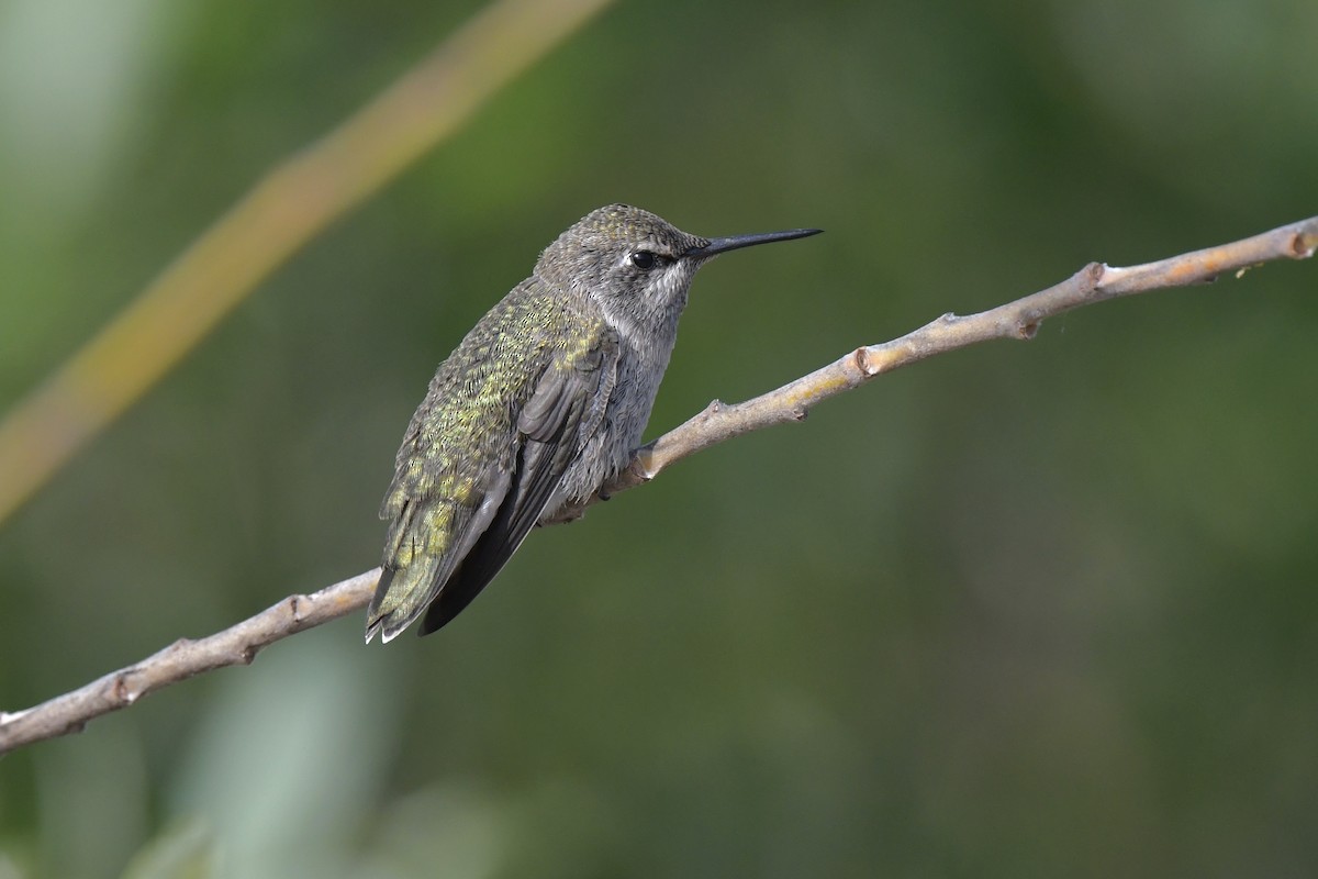 Anna's Hummingbird - Loren Wright