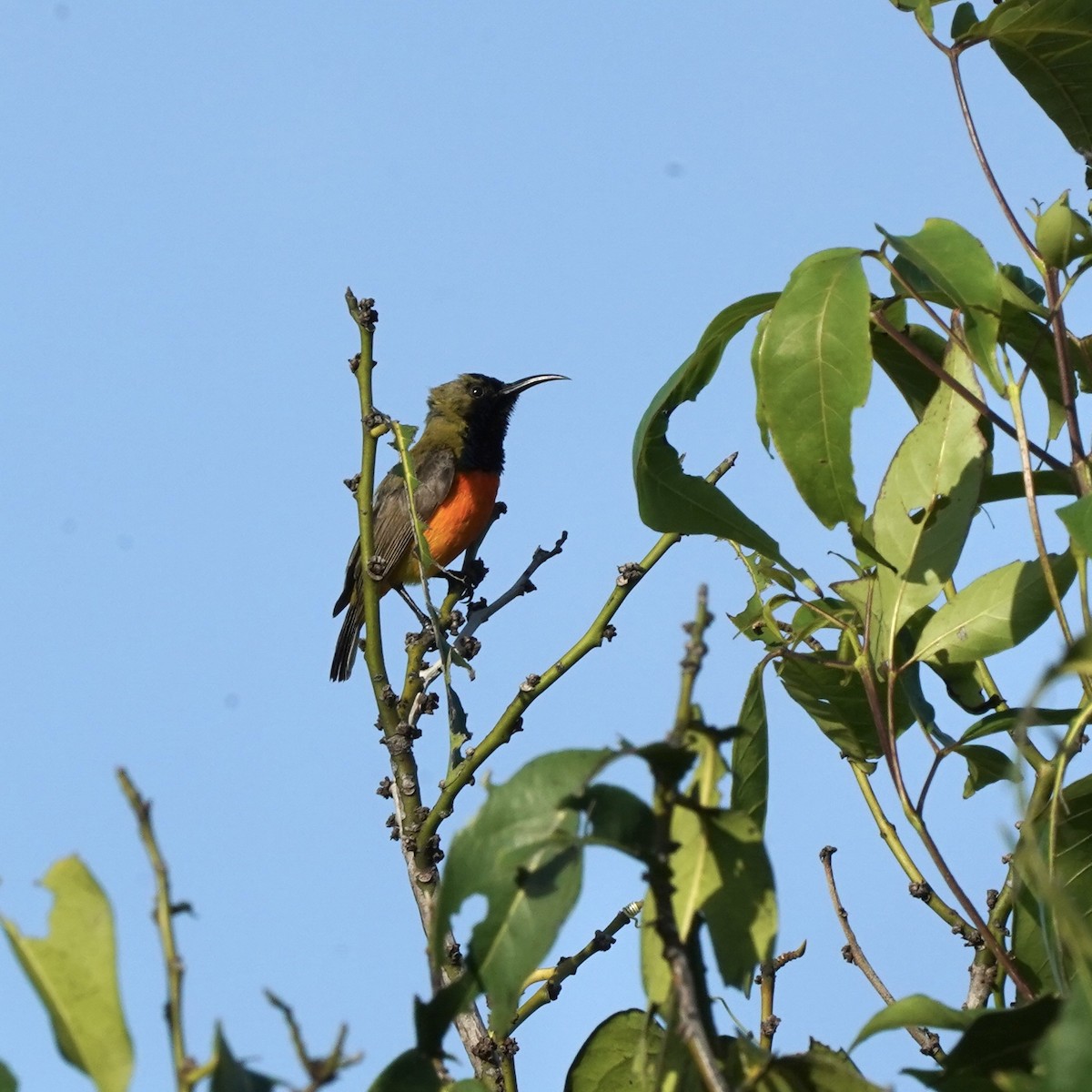 Flame-breasted Sunbird - Simon Thornhill