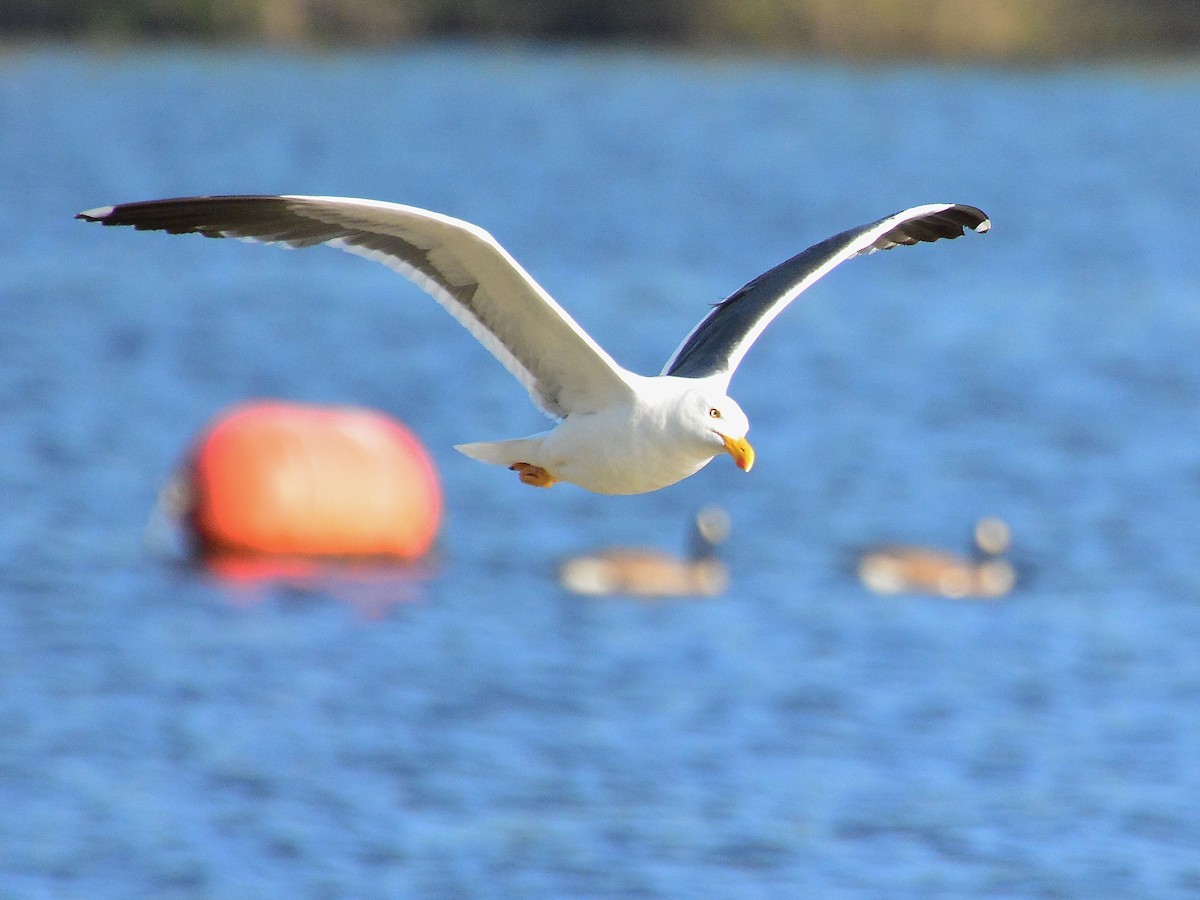 Yellow-footed Gull - a   v n