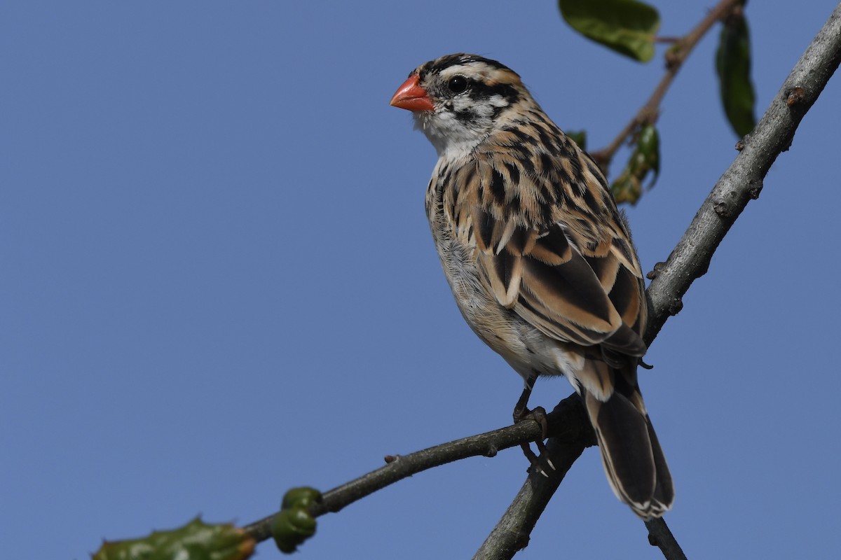 Pin-tailed Whydah - ML617763179