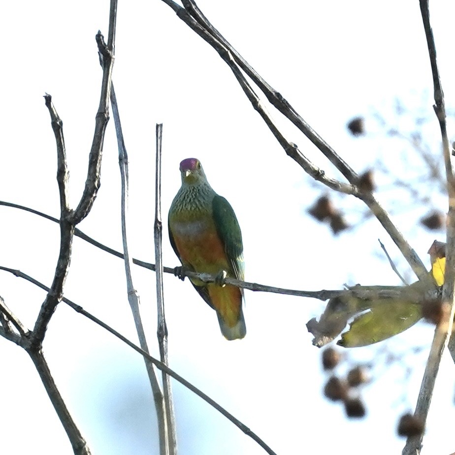Rose-crowned Fruit-Dove - ML617763288