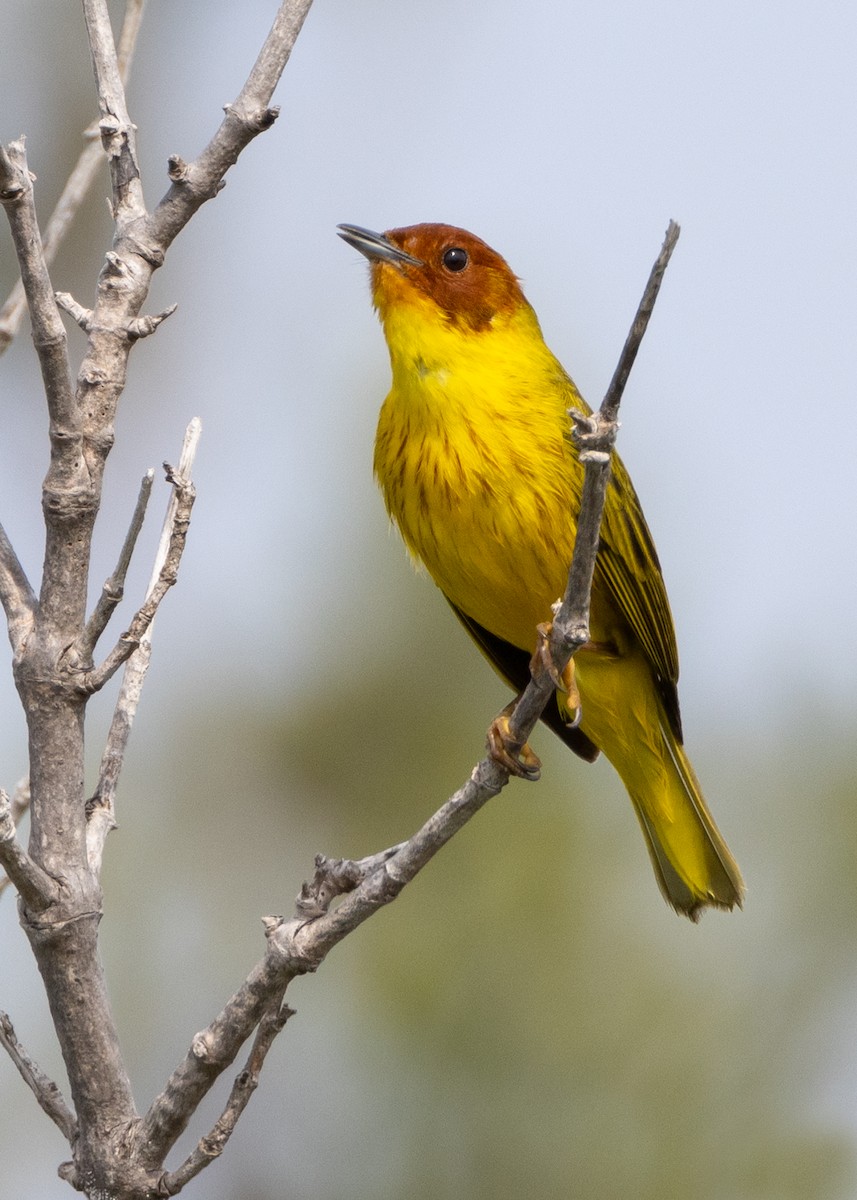 Yellow Warbler (Mangrove) - ML617763305