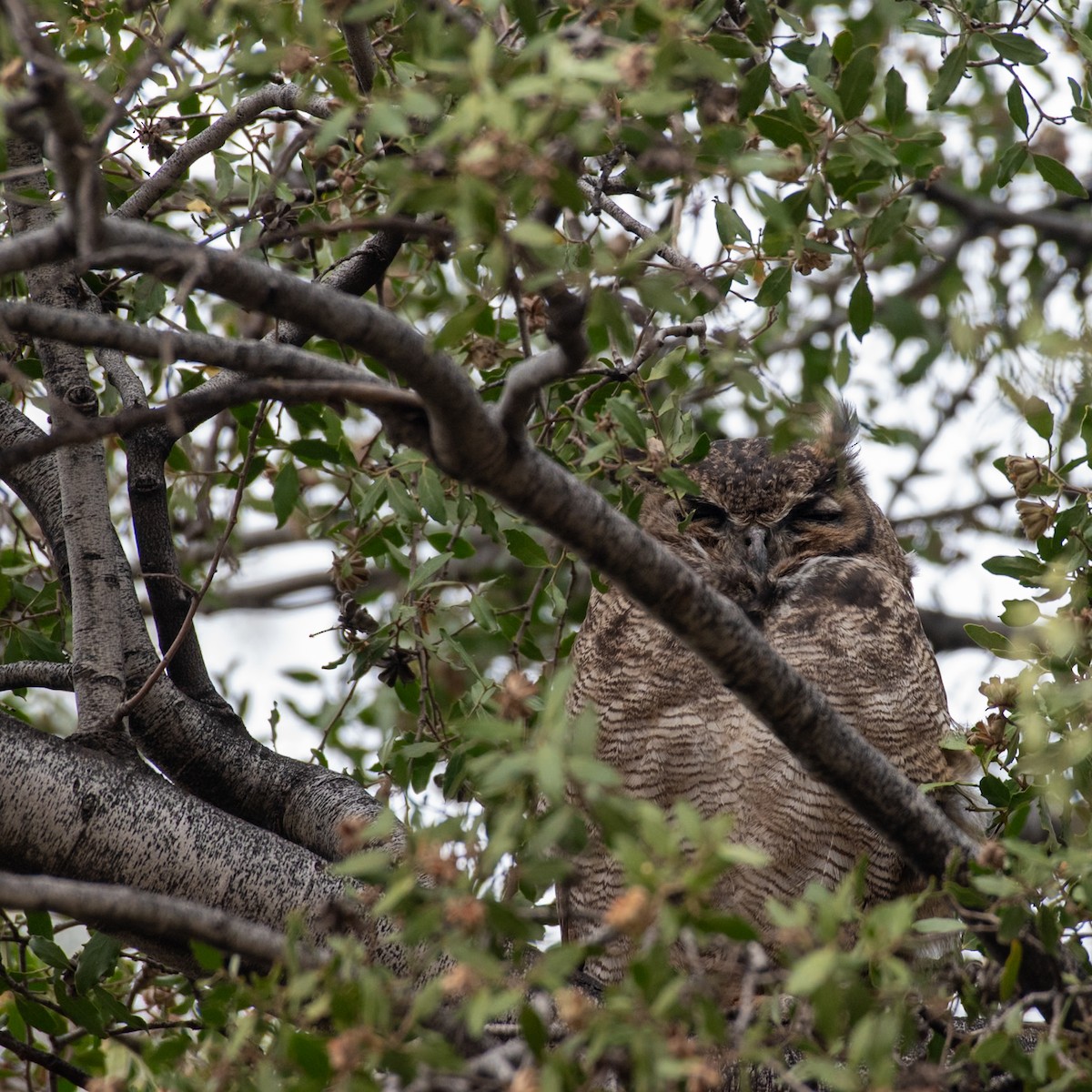 Lesser Horned Owl - ML617763315