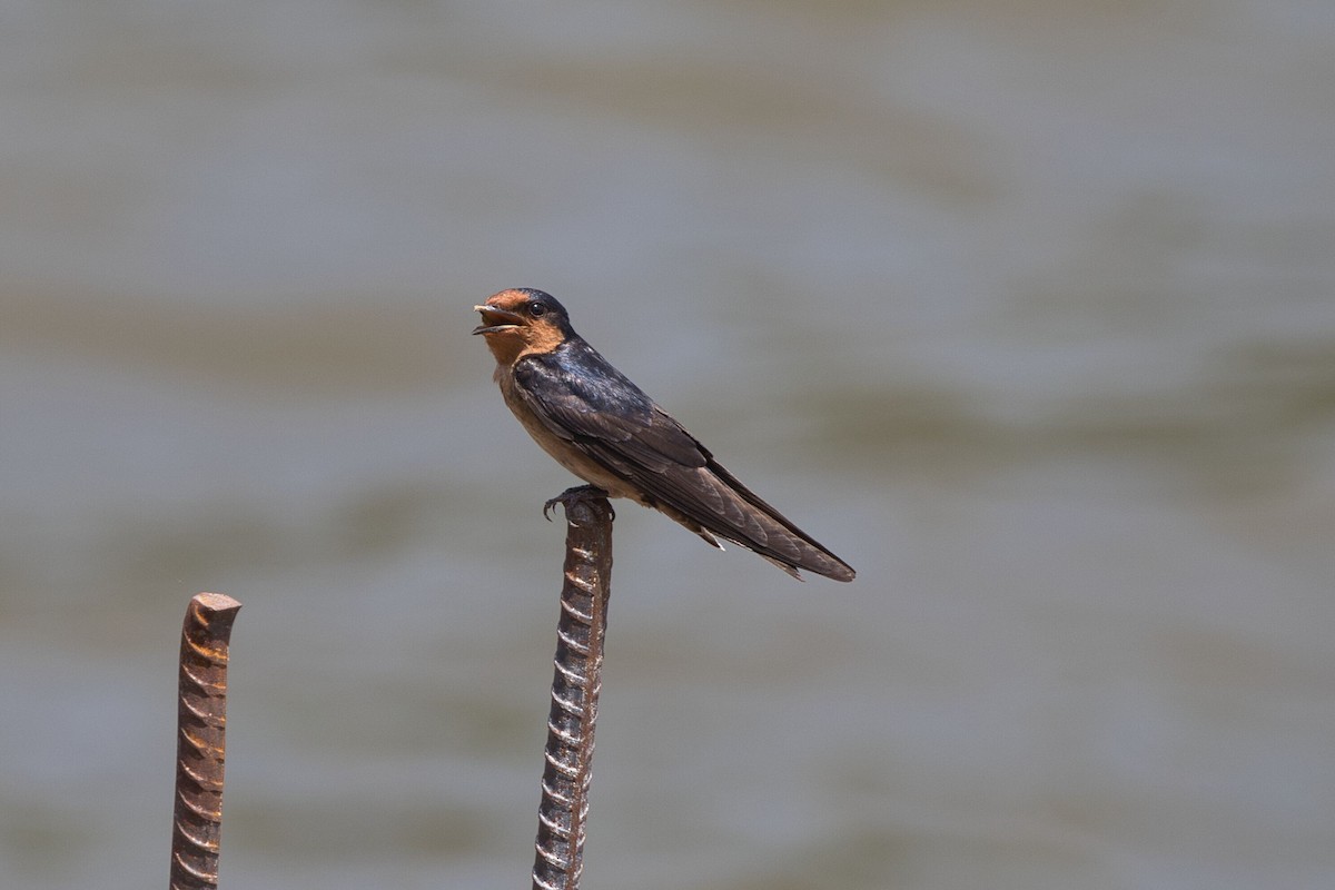 Pacific Swallow - ML617763341