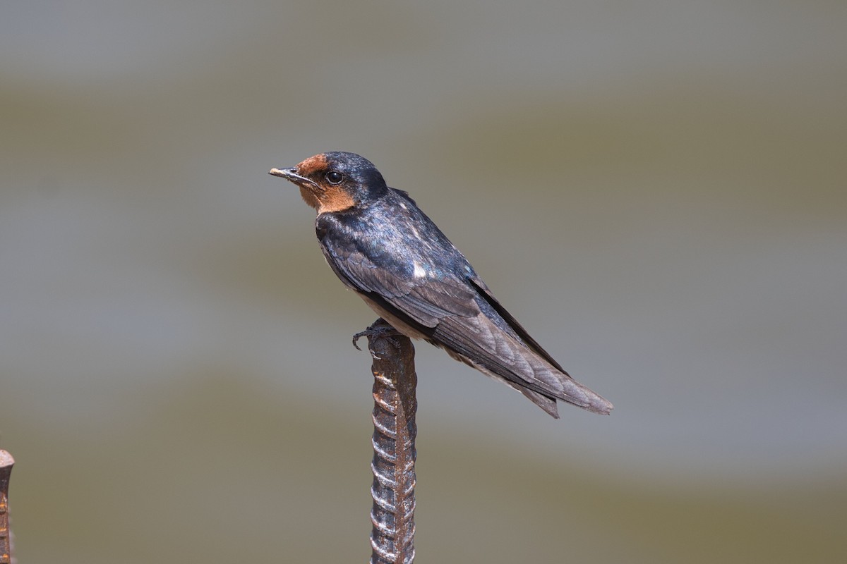 Pacific Swallow - ML617763342