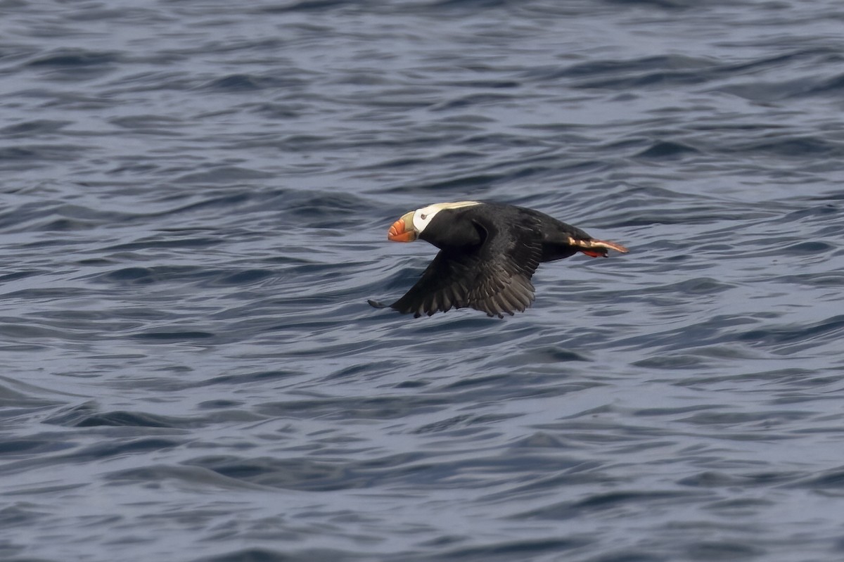 Tufted Puffin - ML617763362