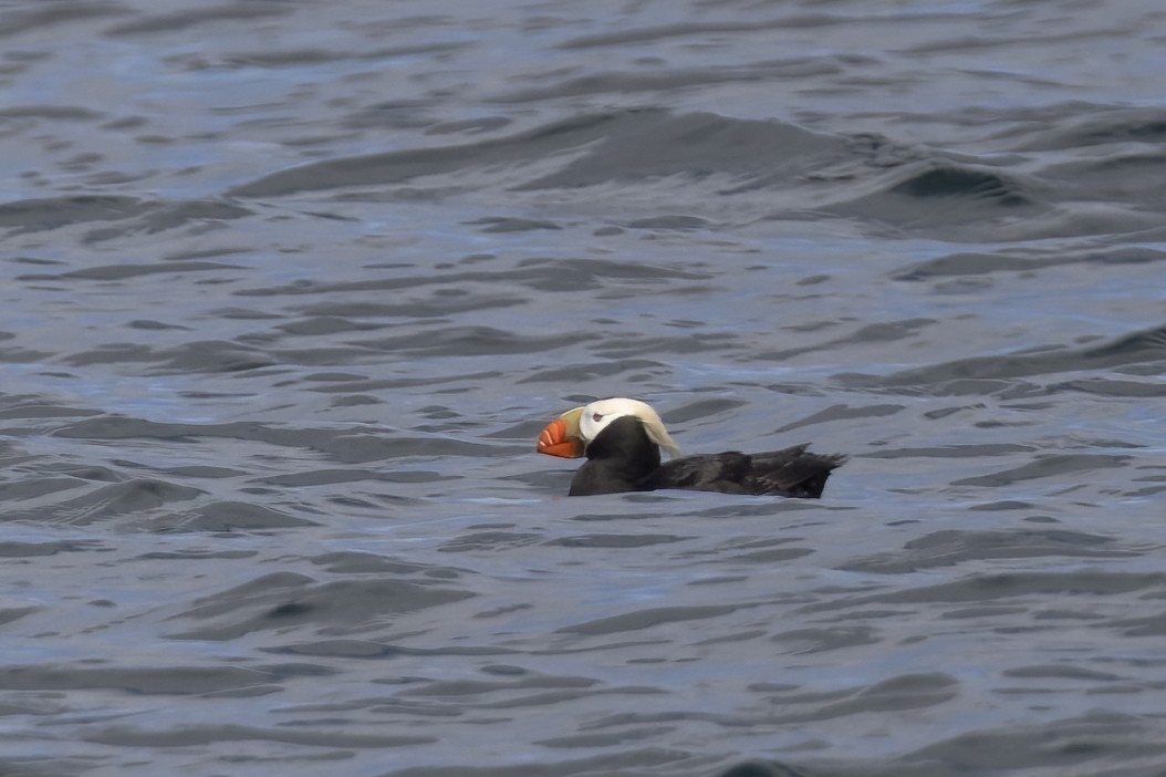 Tufted Puffin - ML617763363