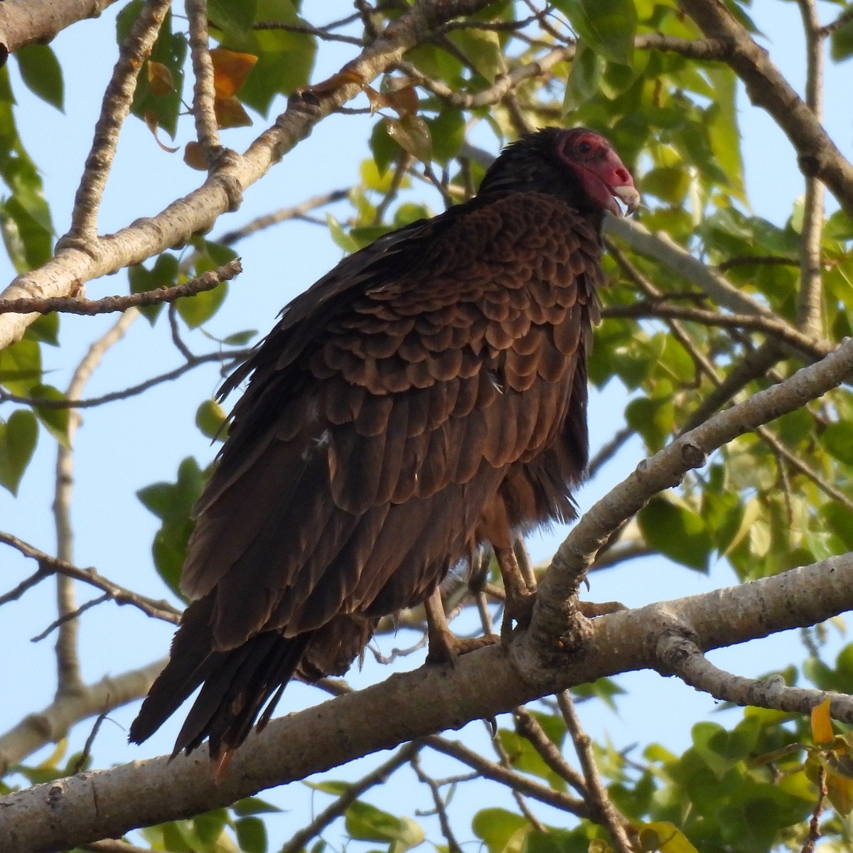 Turkey Vulture - ML617763404