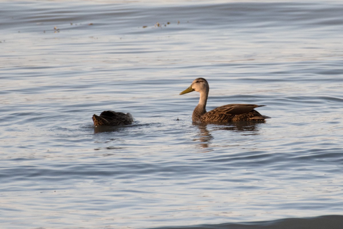 Ebird Checklist - 20 Apr 2024 - Malecón De Ajijic - 38 Species