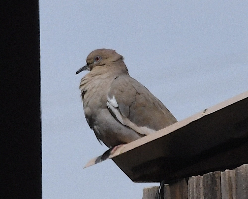 White-winged Dove - ML617763412