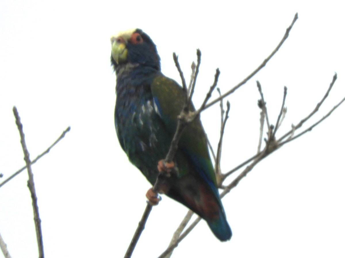 Папуга-червоногуз білолобий - ML617763472