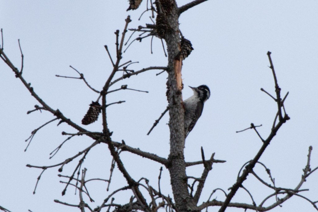 Eurasian Three-toed Woodpecker - ML617763473