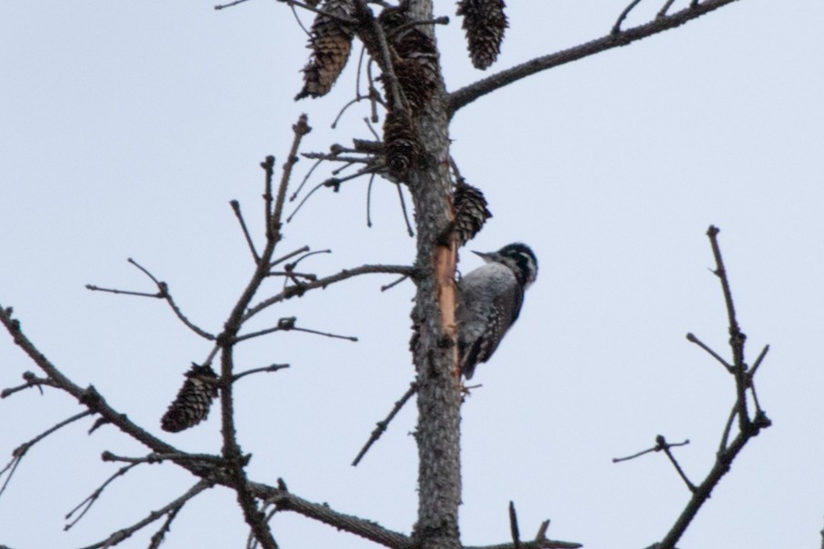Eurasian Three-toed Woodpecker - ML617763474