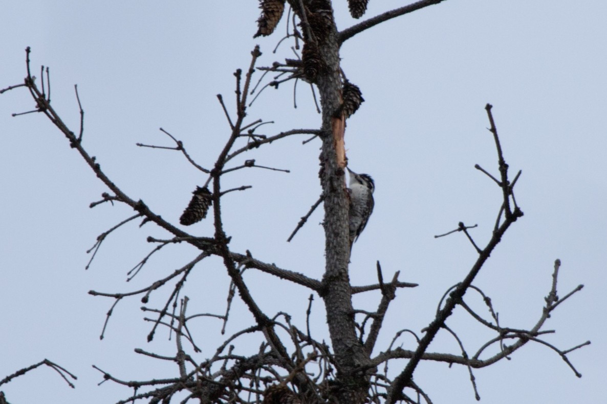 Eurasian Three-toed Woodpecker - ML617763475