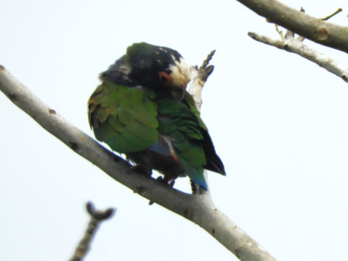 White-crowned Parrot - ML617763488
