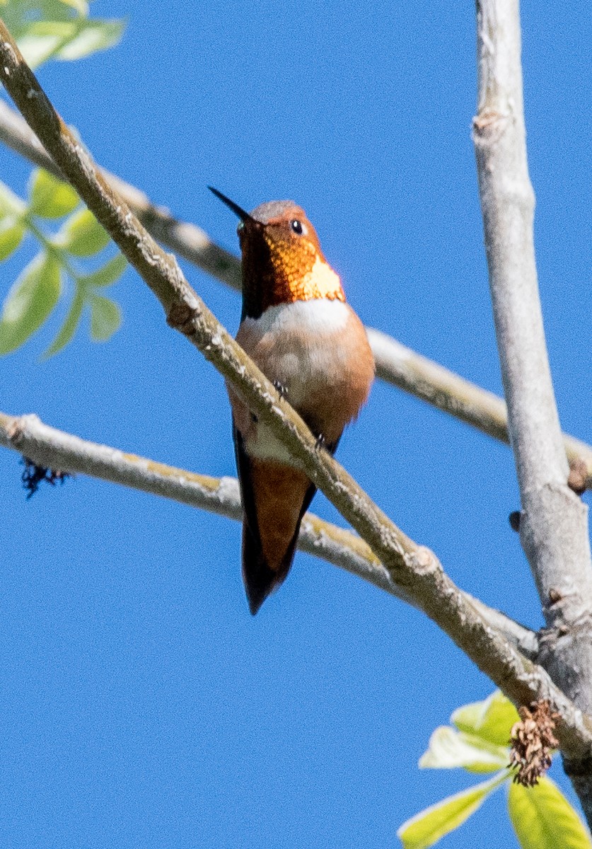 Rufous Hummingbird - ML617763498