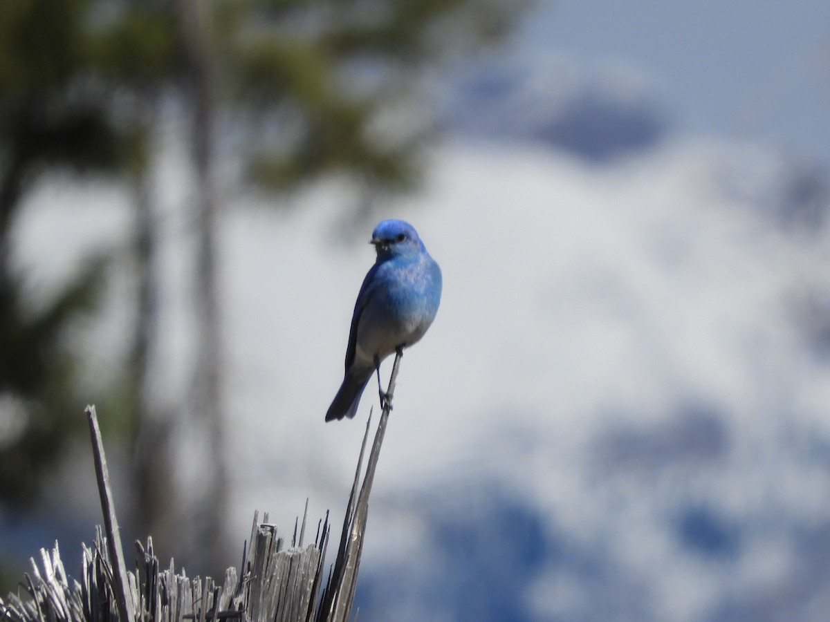 Mountain Bluebird - Brian Wesley