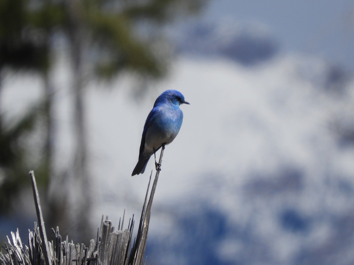 Mountain Bluebird - Brian Wesley
