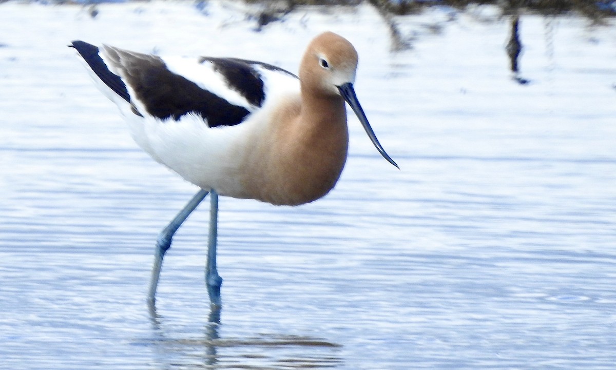 American Avocet - Candy Giles