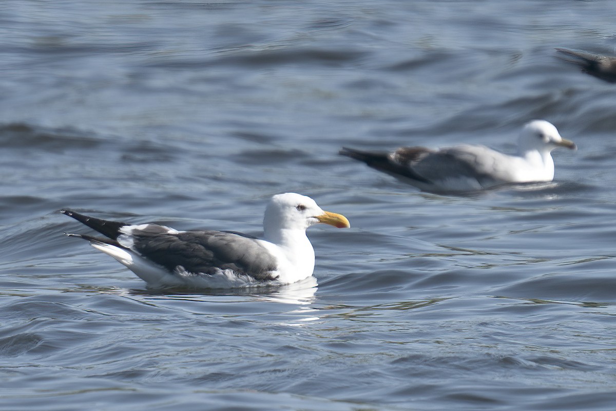 Yellow-footed Gull - ML617763584