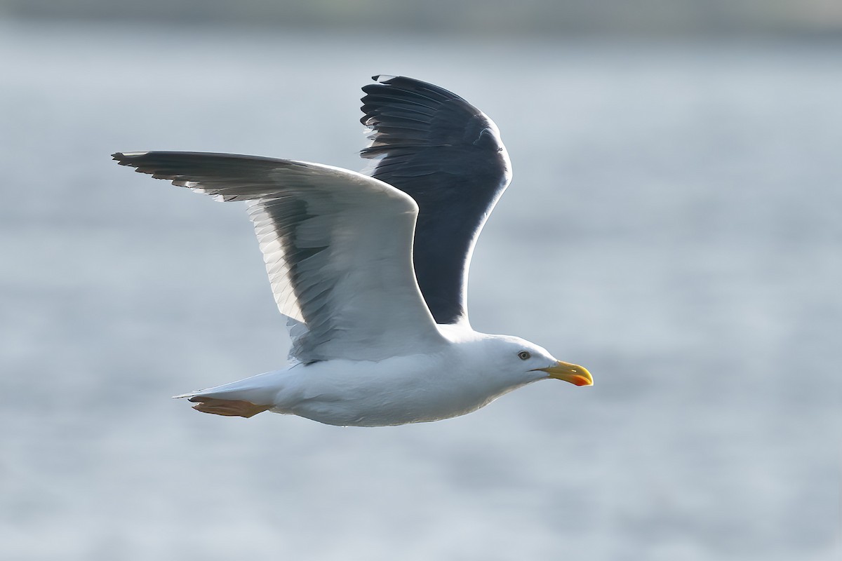 Yellow-footed Gull - ML617763588