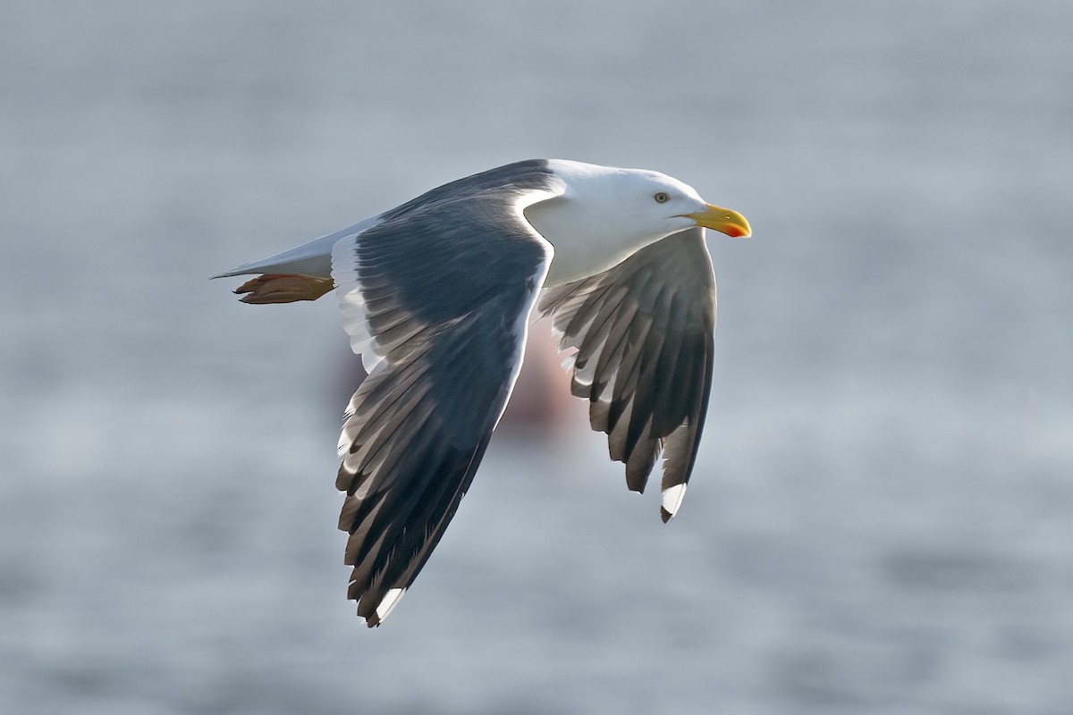 Yellow-footed Gull - ML617763589