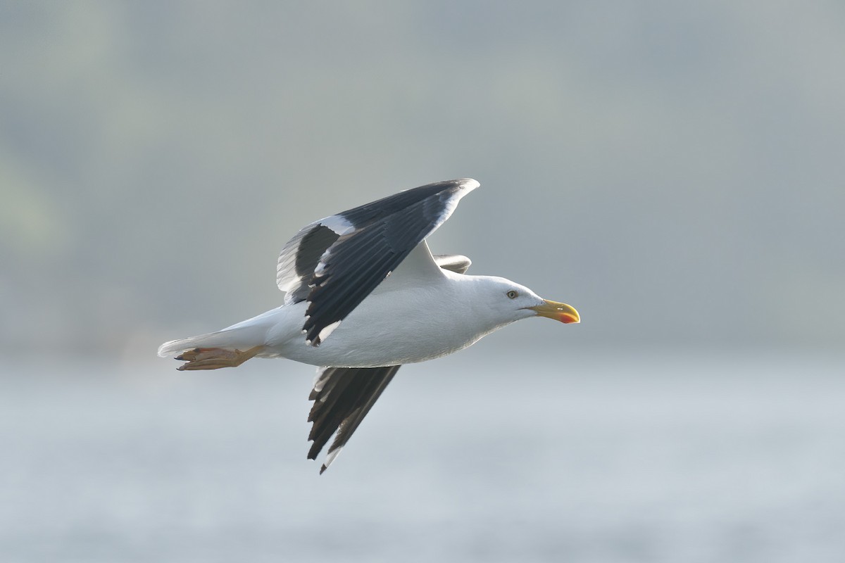 Yellow-footed Gull - ML617763590