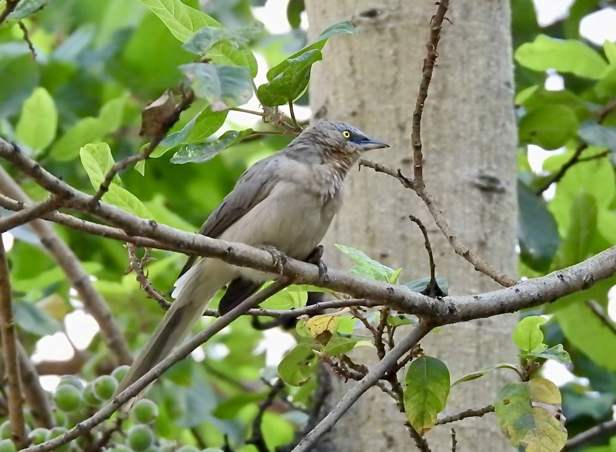 Large Gray Babbler - Anir Bhat