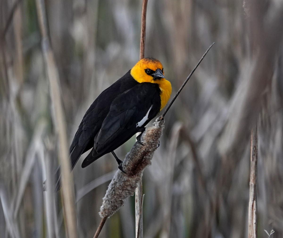 Yellow-headed Blackbird - Hank Heiberg
