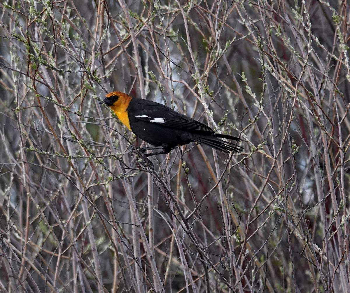 Yellow-headed Blackbird - Hank Heiberg