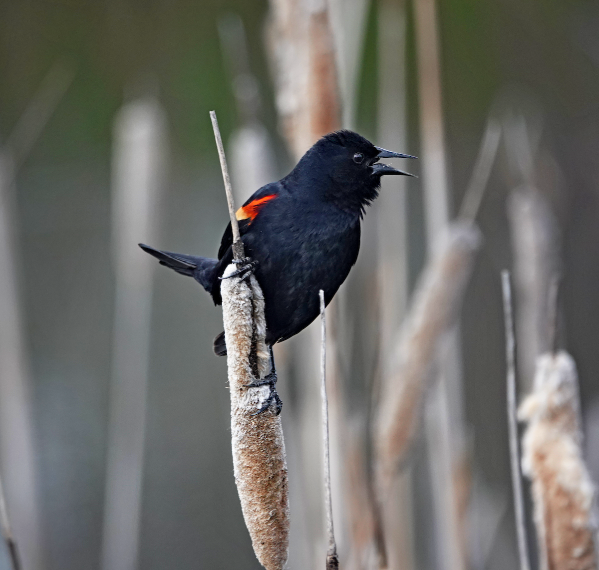 Red-winged Blackbird - Hank Heiberg
