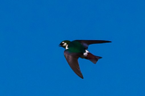Violet-green Swallow - ML617763831