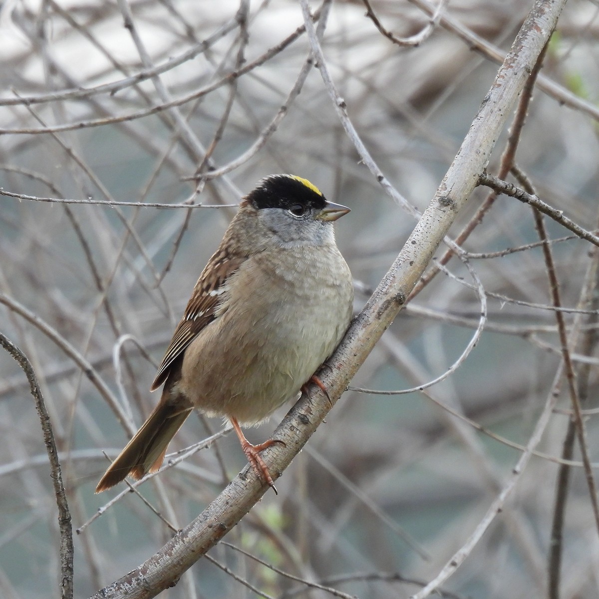 Golden-crowned Sparrow - ML617763836