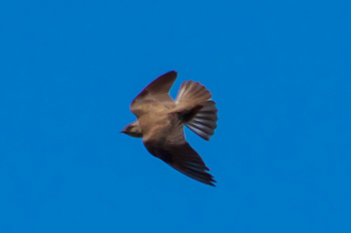 Northern Rough-winged Swallow - ML617763837