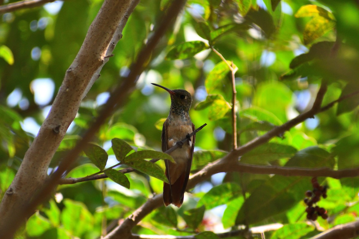 Amazilia Hummingbird - ML617763844