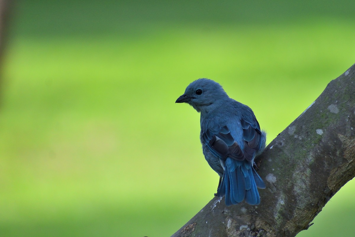 Blue-gray Tanager - ML617763854