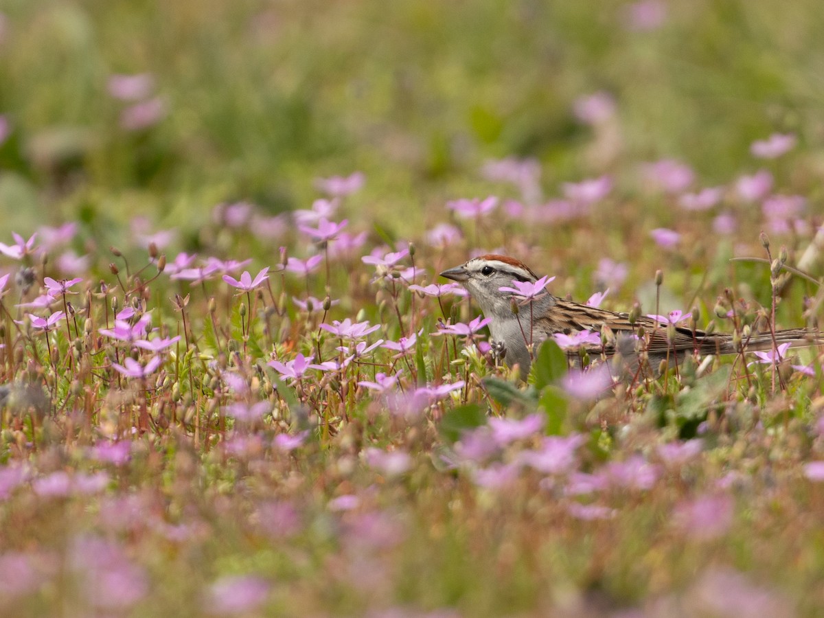 Chipping Sparrow - ML617763868