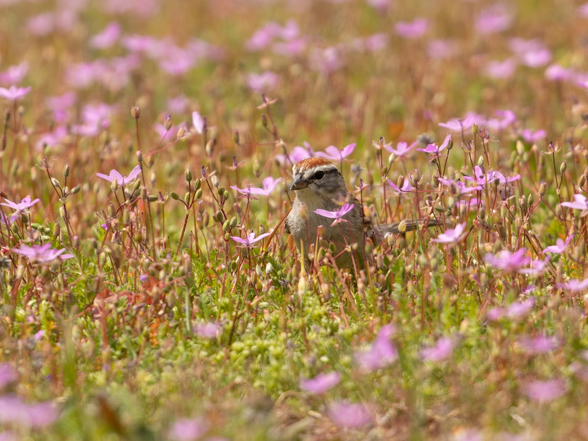 Chipping Sparrow - ML617763870