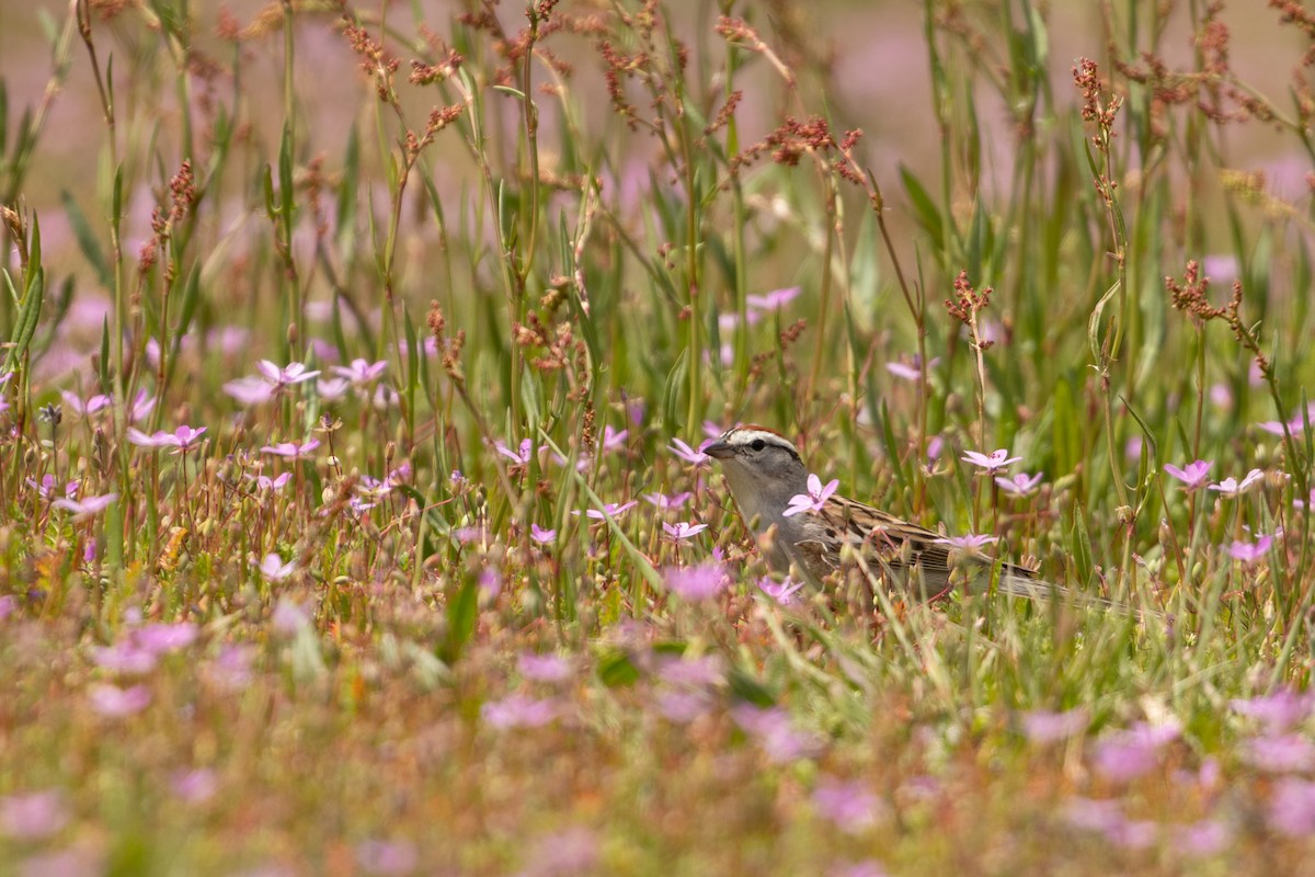 Chipping Sparrow - ML617763872
